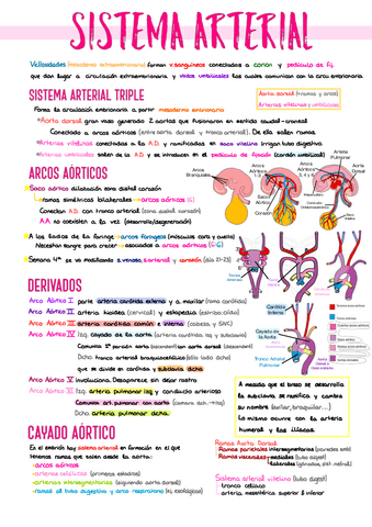 10.-Sistema-Arterial-y-Circulacion.pdf