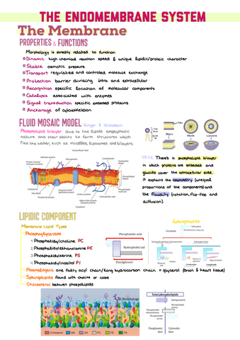 3.-Endomembrane-System.pdf