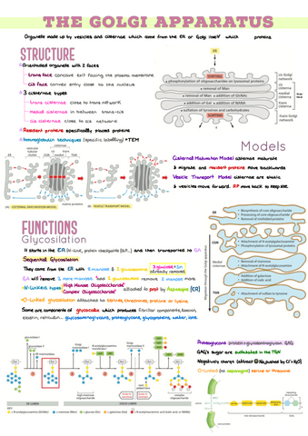 6.-Golgi-Apparatus.pdf