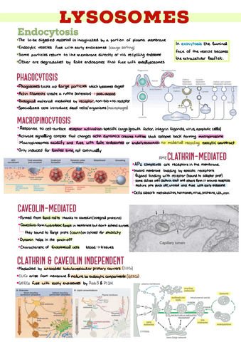 8.-Lysosomes.pdf