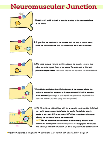 19.-Neuromuscular-Junction.pdf