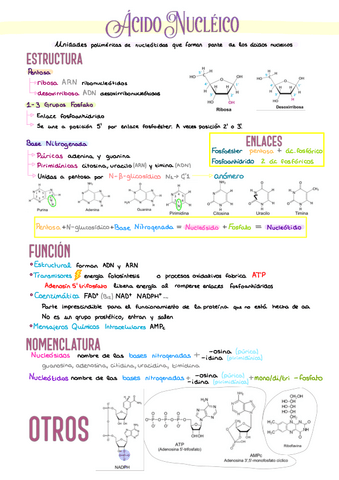 4.-Acidos-Nucleicos-y-PREGUNTAS.pdf