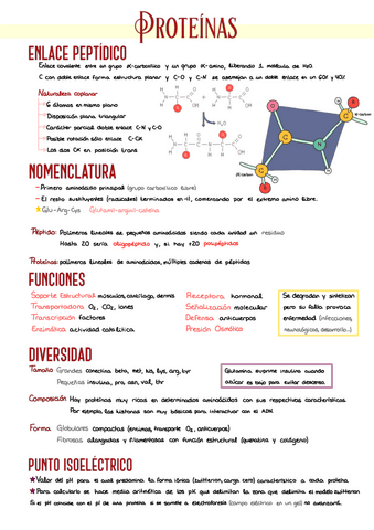 7.-Proteinas.pdf