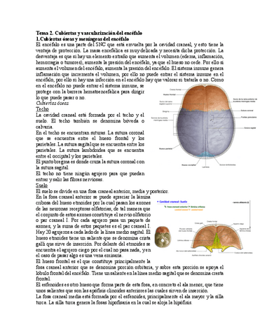 Tema-2-Cubiertas-y-vascularizacion-del-encefalo.pdf