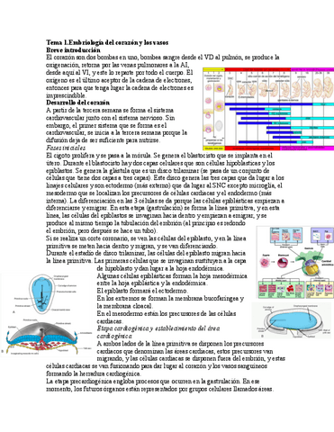 Tema-1.Embriologia-del-corazon-y-los-vasos.pdf