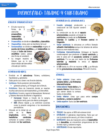 Clase-7-Diencefalo-Talamo-y-Subtalamo.pdf