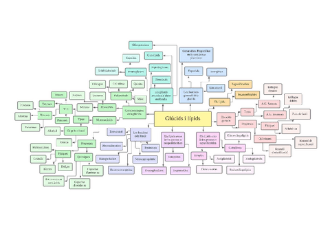 Glucids-i-lipids esquema.pdf