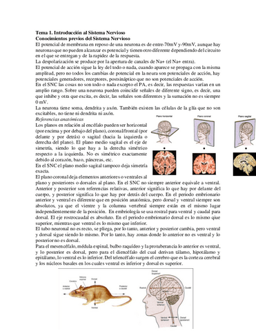 Tema-1.troduccion-al-Sistema-Nervioso.pdf