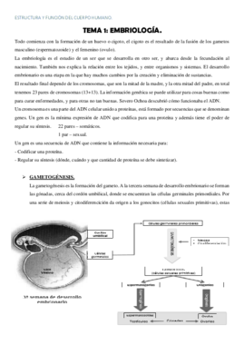 TEMA 1 EMBRIOLOGÍA.pdf