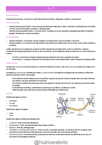 Clase-20-Neuronas-sistema-motor-somatosensorial-Nutricerebrito.pdf