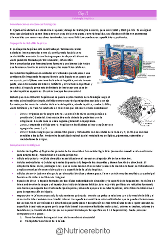 Clase-13-Higado-e-intestino-delgado-Nutricerebrito.pdf