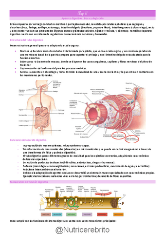 Clase-11-Boca-y-deglucion-Nutricerebrito.pdf