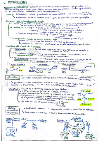 Metabolismo-BIOLOGIAtema-8.pdf