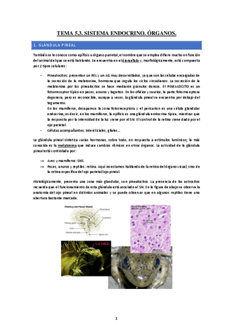 Tema-5.3-Organos-endocrinos.pdf