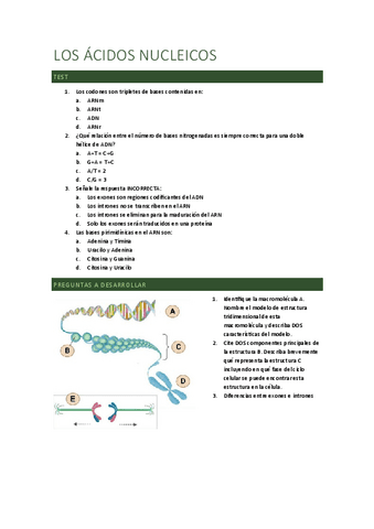 EXAMEN-ACIDOS-NUCLEICOS.pdf