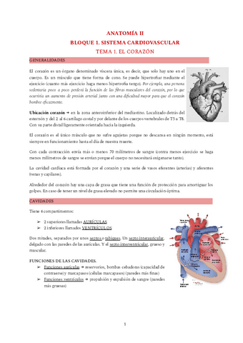 ANATOMIA-II-teoria.pdf