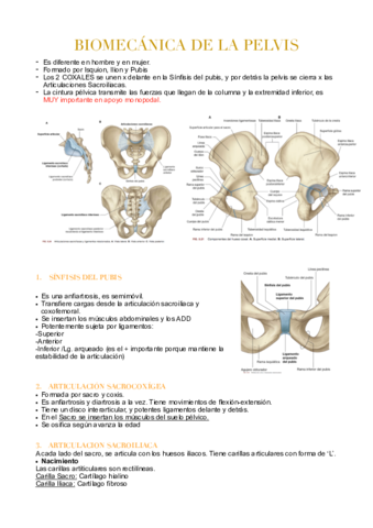 BIOMECANICA DE LA PELVIS.pdf
