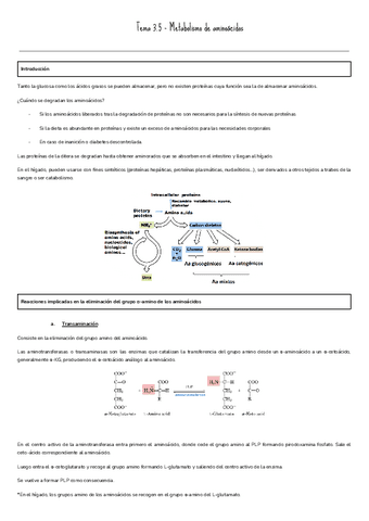 Tema-3.5-Metabolismo-de-aminoacidos.pdf