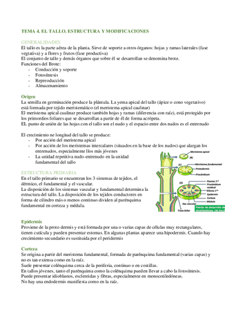 TEMA-4.pdf
