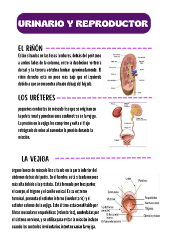 URINARIO-Y-REPRODUCTOR-APUNTES.pdf