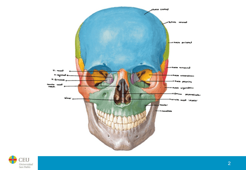 Laminas-Huesos-Musculos.pdf