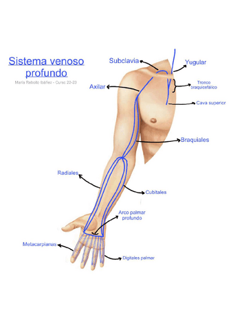 Sistema vascular - venoso profundo.pdf