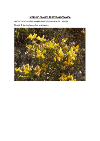 SEGUNDO-EXAMEN-PRACTICAS-BOTANICA.pdf