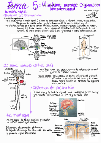 Tema 5 el sistema nervioso organizacion anatofuncional.pdf