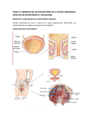 Tema-17-INCONTINENCIA-Y-SEXUALIDAD.pdf