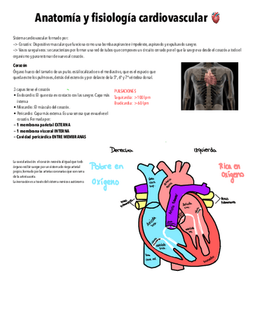 Cardiologia.pdf
