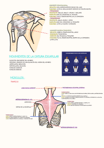 MUSCULOS-1.pdf