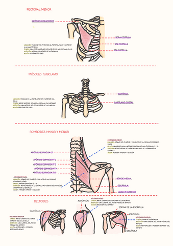 MUSCULOS-2.pdf