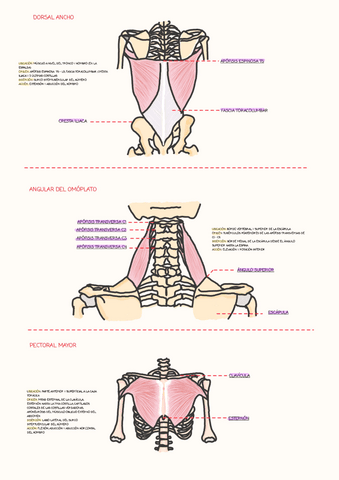 MUSCULOS-3.pdf