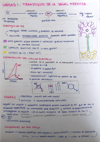 RESUMEN-PARA-EXAMEN-DE-NUERO-Y-SENTIDOS.pdf