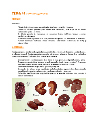TEMA-42aparato-urinario-II.pdf