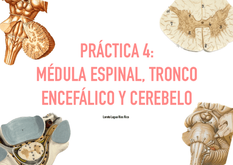 Practica-4-Medula-Tronco-Y-Cerebelo.pdf