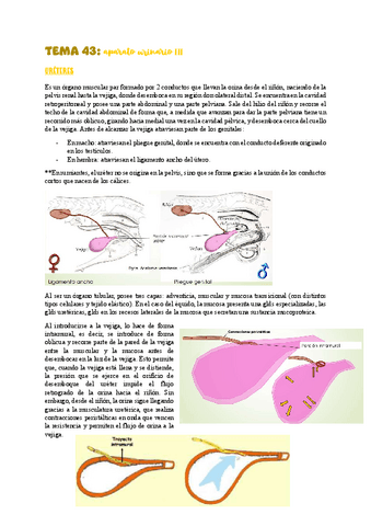 TEMA-43aparato-urinario-III.pdf