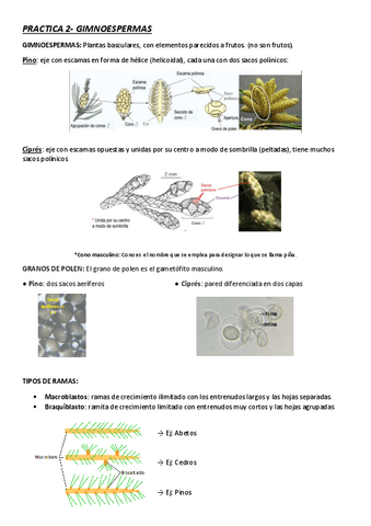 PRACTICA-2-Gimnoespermas.pdf