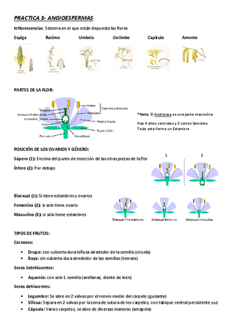 PRACTICA-3-Angioespermas.pdf