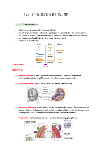 TEMA-4-Celulas-eucariotas-y-procariotas.pdf