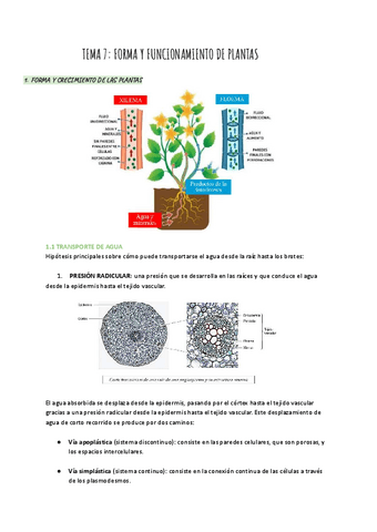 TEMA-7-Forma-y-funcionamiento-de-las-plantas.pdf