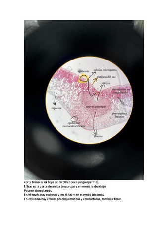 Practicas-histologia.pdf