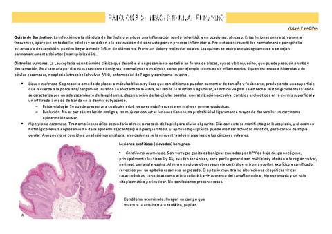6.-Patologia-del-tracto-genital-femenino.pdf