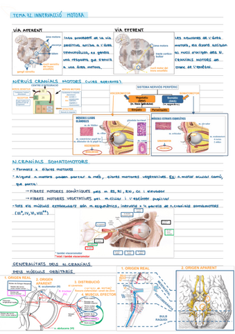 Tema-7.2.-Innervacio-motora.pdf