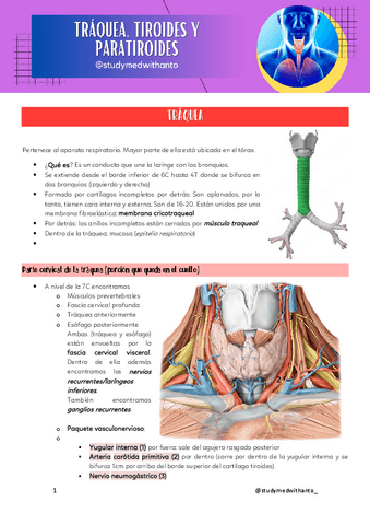 Traquea-tiroides-y-paratiroides.pdf
