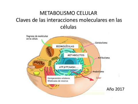 8-Metabolismo-gral.pdf