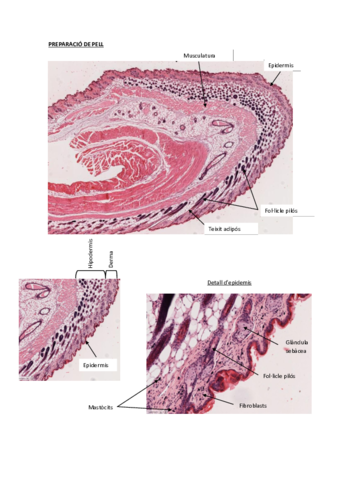 PREPARACIONES PRACTICAS.pdf
