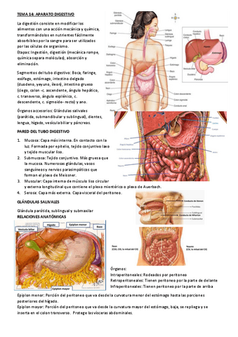 Tema-14-fisiopatologia.pdf