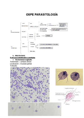 EXAMEN-PRACTICAS-PARASITOLOGIA.pdf