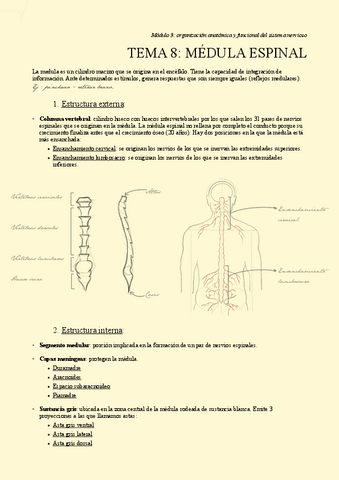 TEMA-8.-Medula-espinal.pdf